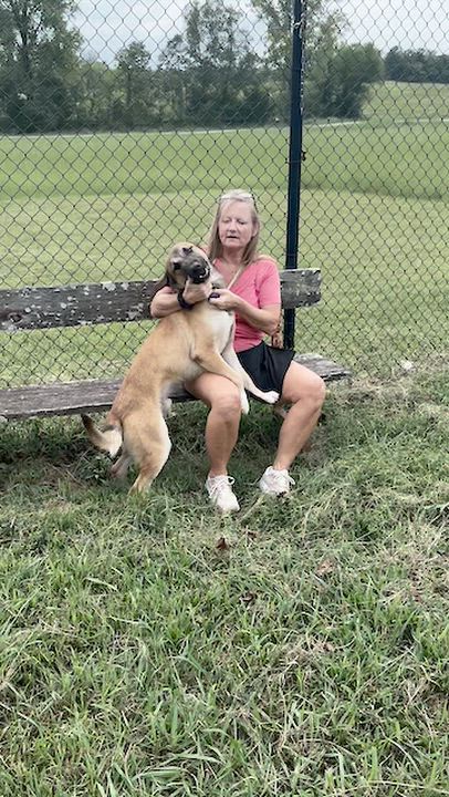 Enlarge Desi, a Adoptable mixed breed in Lebanon, TN video 5/6