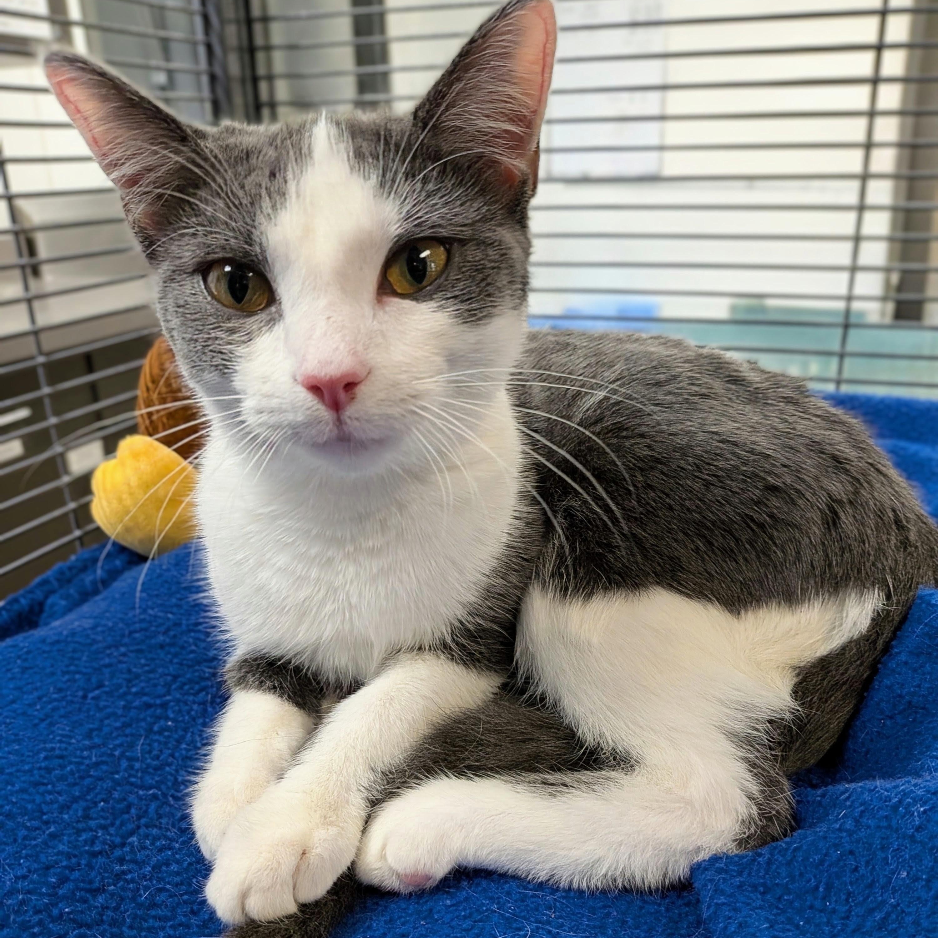 Enlarge Jasmine, a Adopted mixed breed in Mount Carmel, IL image 3/6