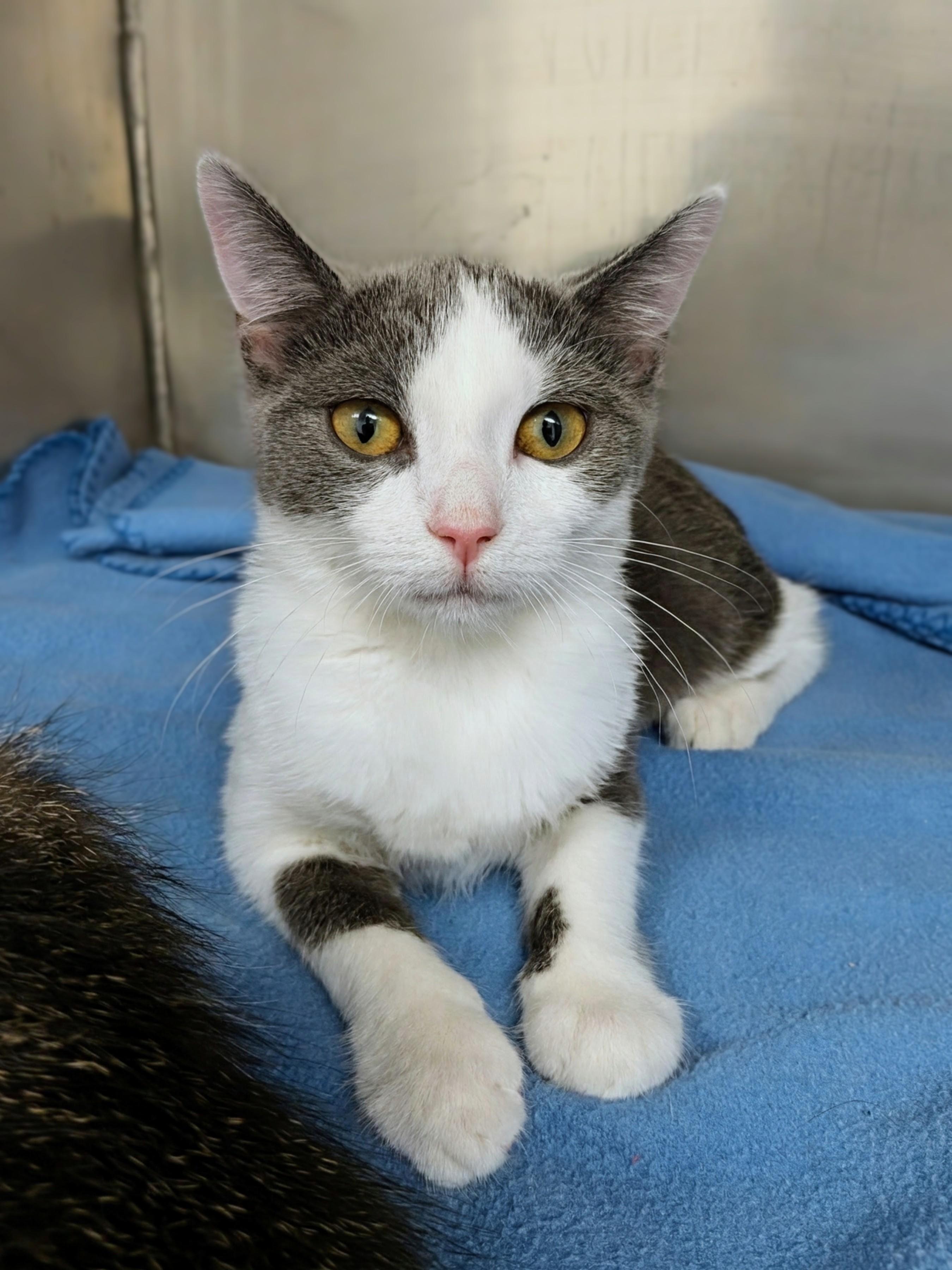 Jasmine, a ADOPTABLE mixed breed in Mount Carmel, IL image 3/5