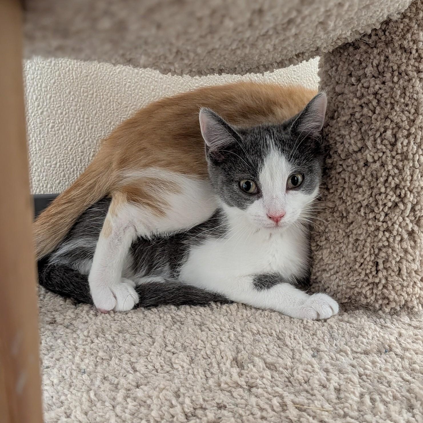 Jasmine, a ADOPTABLE mixed breed in Mount Carmel, IL image 4/5