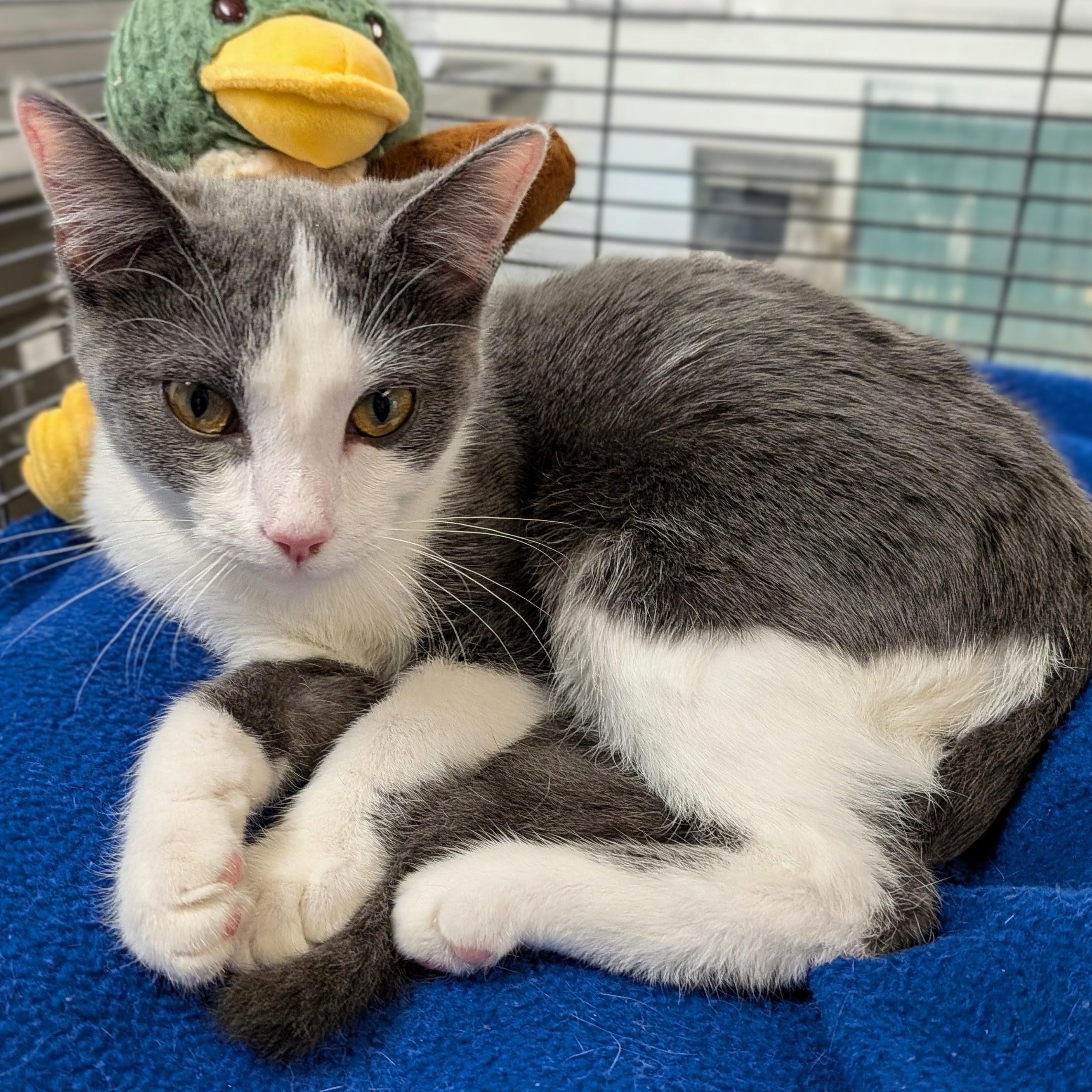 Enlarge Jasmine, a Adopted mixed breed in Mount Carmel, IL image 6/6