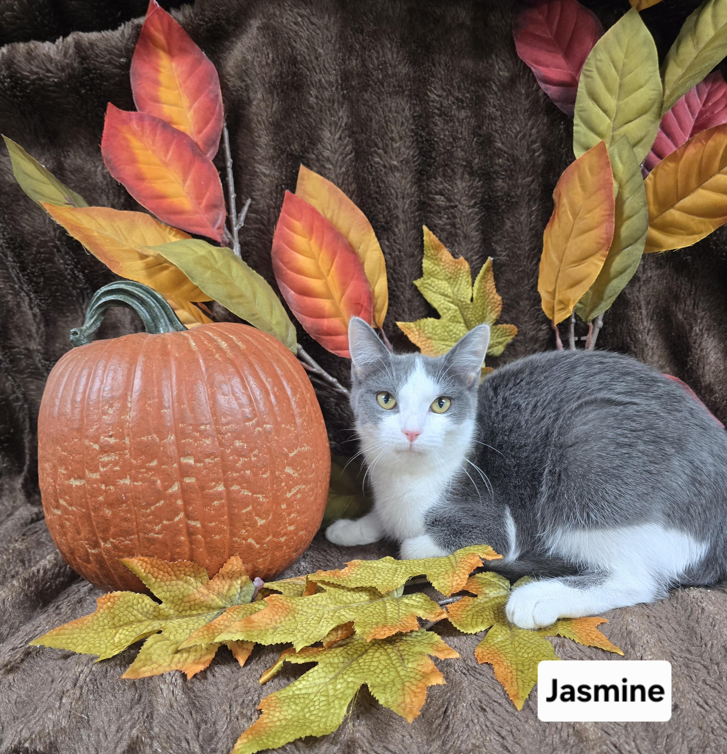 Enlarge Jasmine, a Adopted mixed breed in Mount Carmel, IL image 1/6
