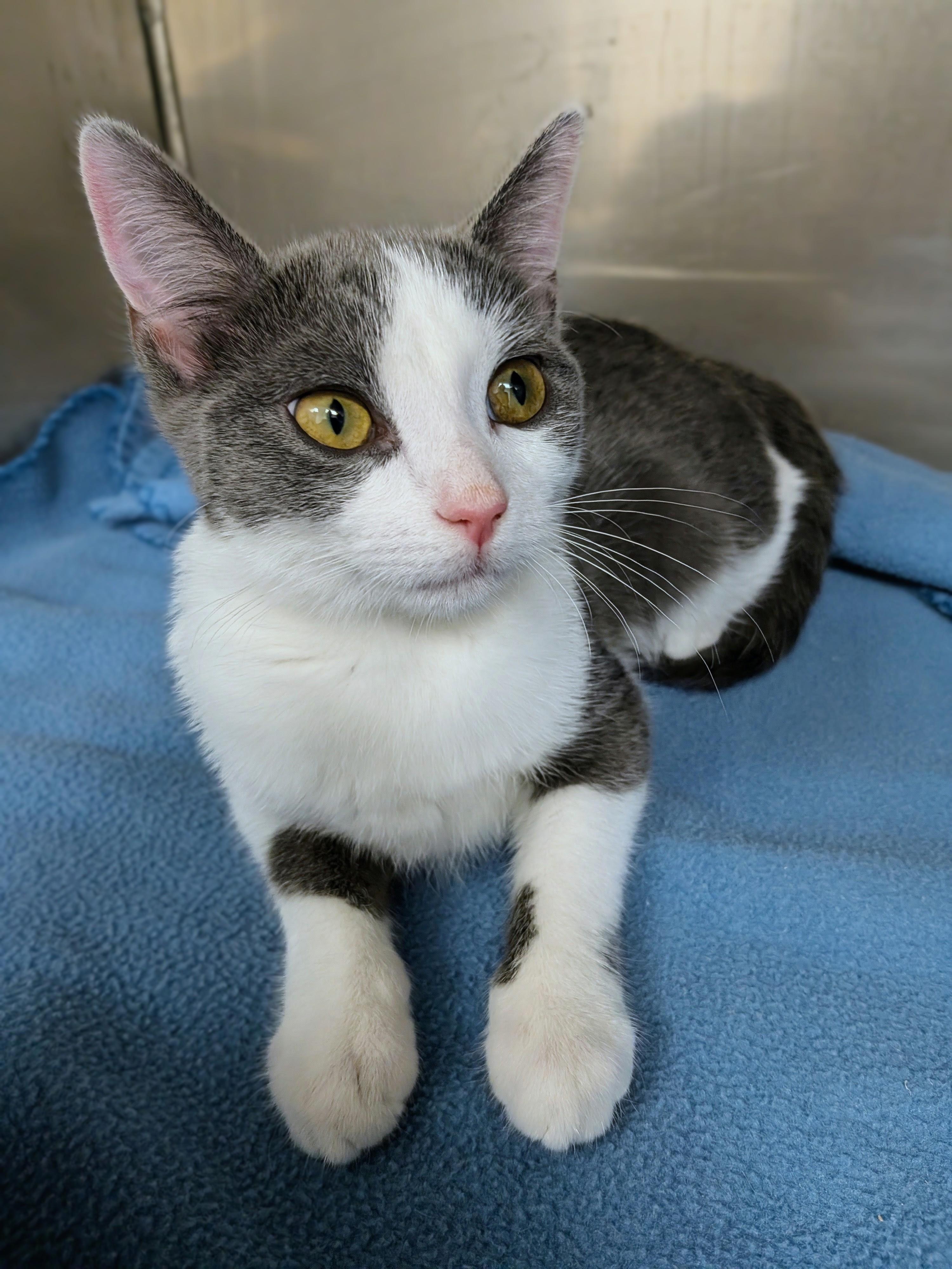 Jasmine, ADOPTABLE, Kitten Female Domestic Short Hair.
