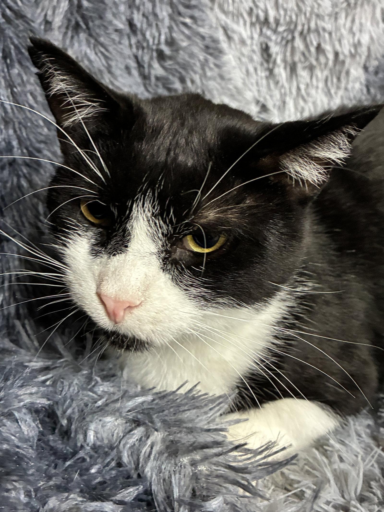 Sylvester, Adoptable, Adult Male Domestic Short Hair.