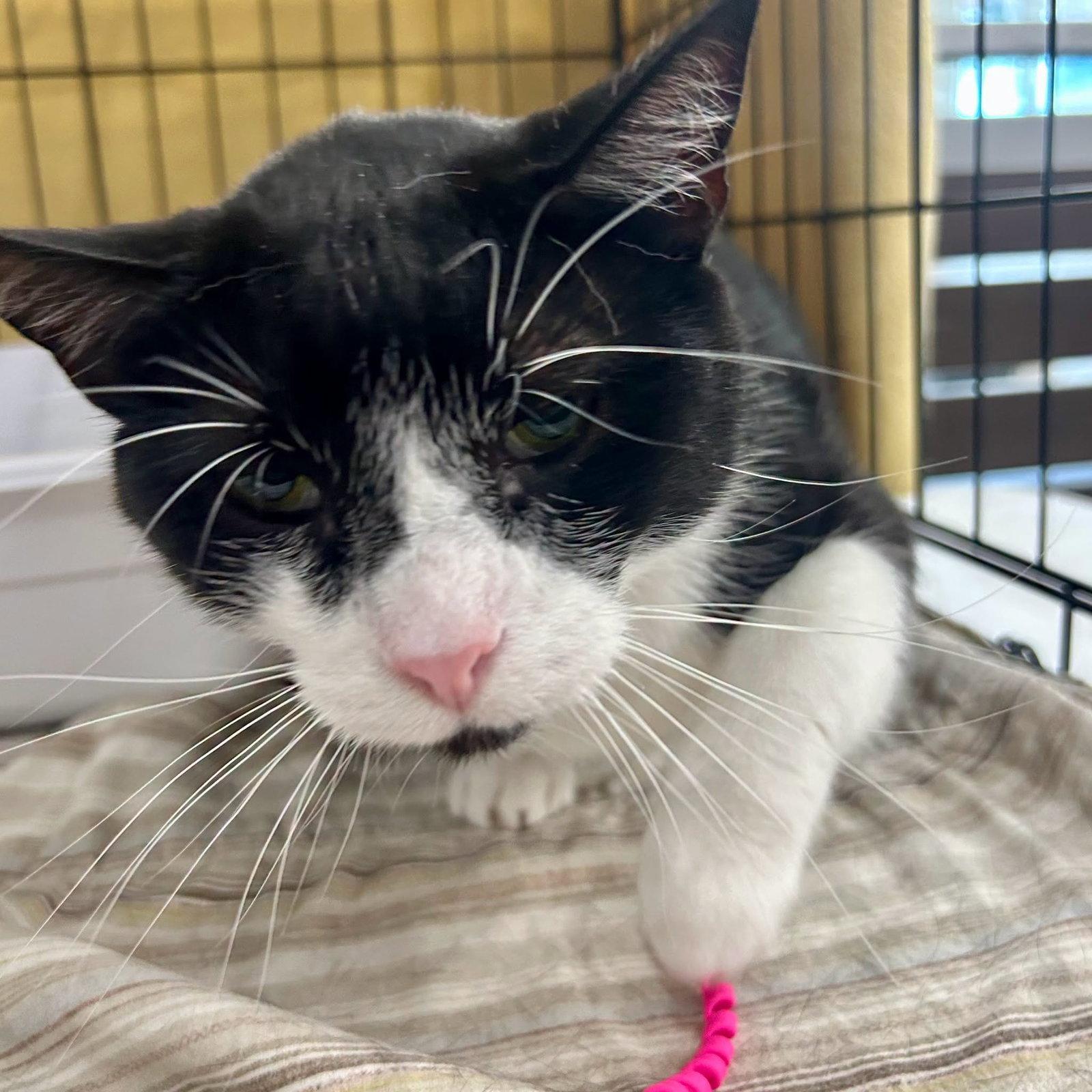 Enlarge Sylvester, a Adoptable Domestic Short Hair in Forest Lake, MN image 2/3