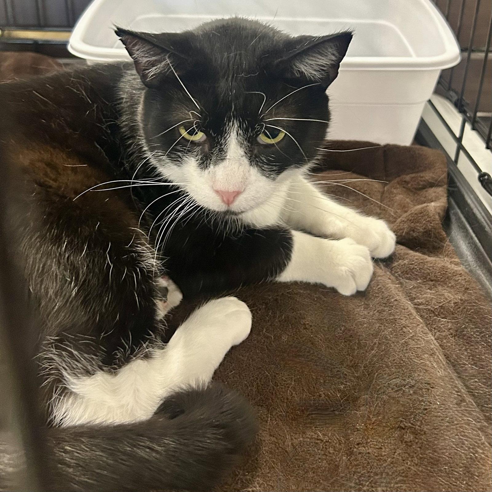 Enlarge Sylvester, a Adoptable Domestic Short Hair in Forest Lake, MN image 3/3