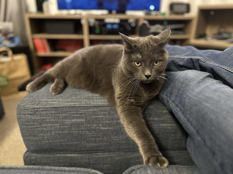 Lucy Piper Koko, Adoptable, Adult Female Domestic Short Hair.