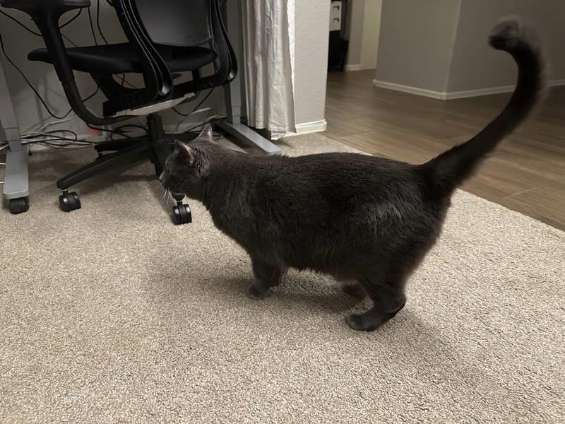 Enlarge Lucy Piper Koko, a Adoptable Domestic Short Hair in Chandler, AZ image 2/3