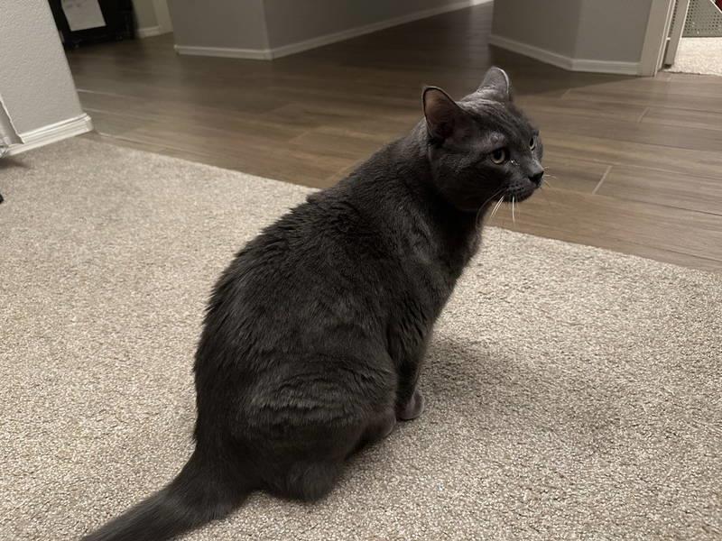 Enlarge Lucy Piper Koko, a Adoptable Domestic Short Hair in Chandler, AZ image 3/3