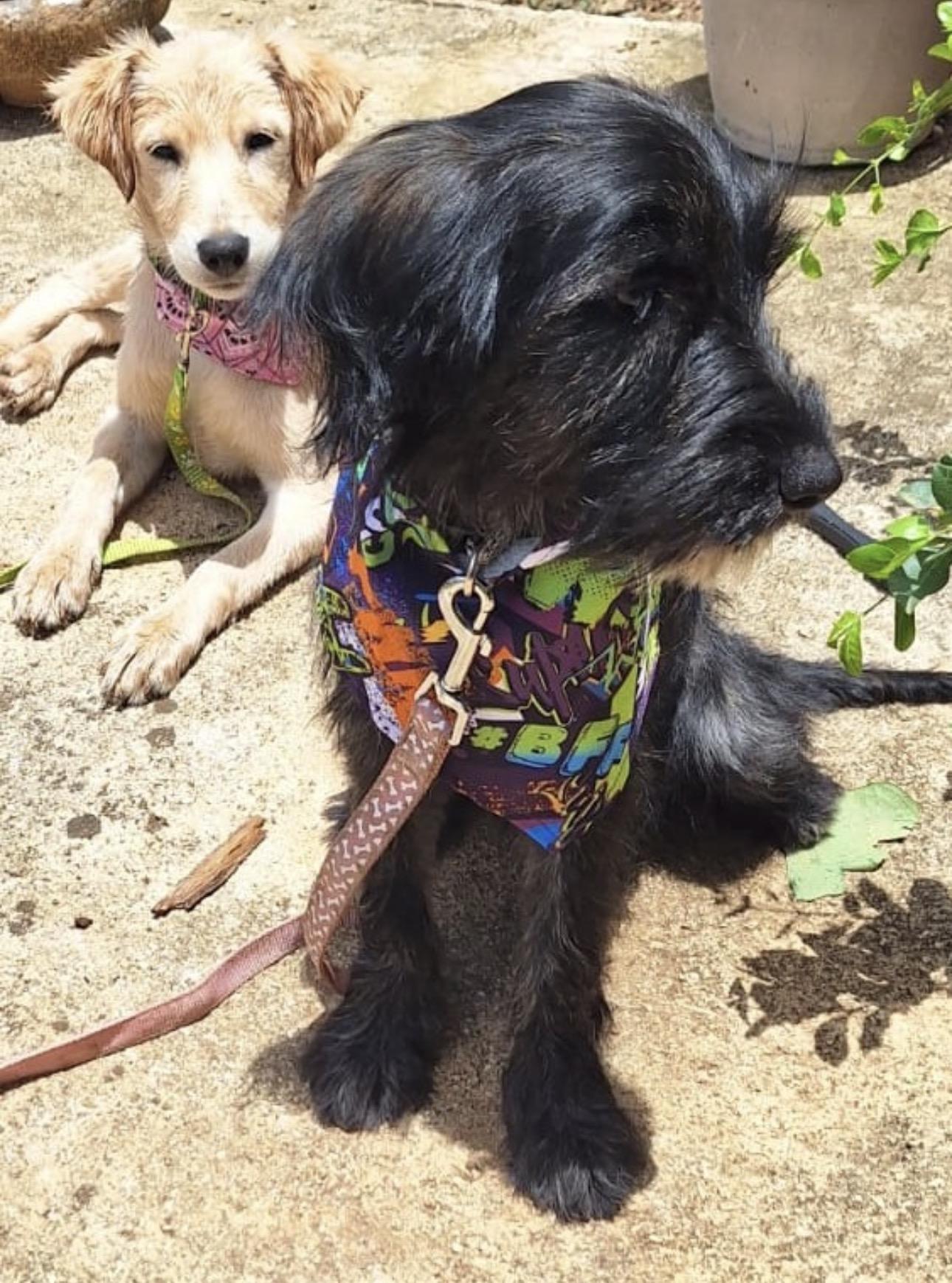 COFFEE, adoptable, Puppy Female Schnauzer & Golden Retriever.