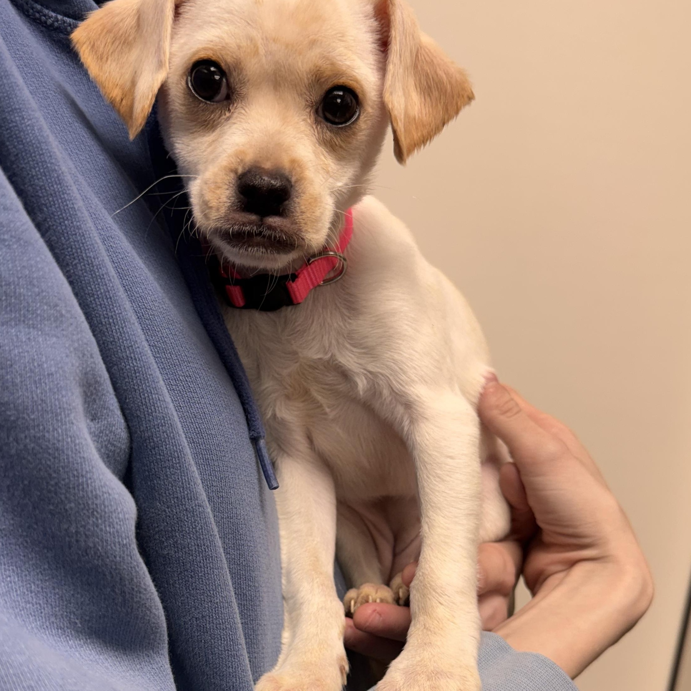 Mozzarella , Adoptable, Puppy Female Terrier & Chihuahua.