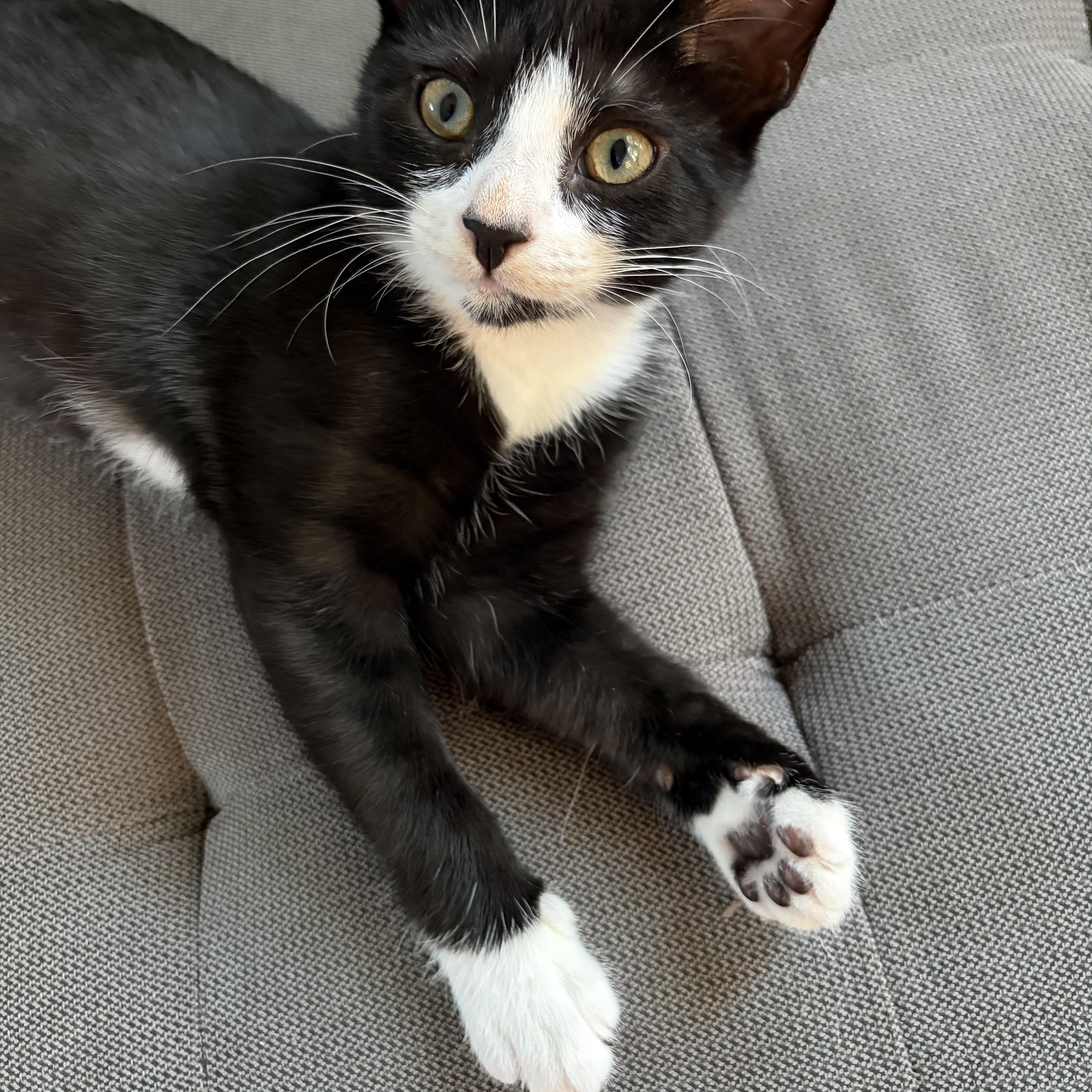 Diana, a ADOPTABLE Domestic Short Hair in Duluth, GA image 4/4