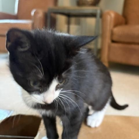 Diana, a ADOPTABLE Domestic Short Hair in Duluth, GA image 3/4