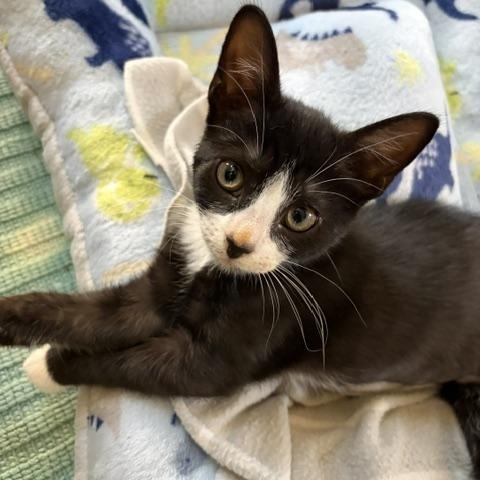 Diana, a ADOPTABLE Domestic Short Hair in Duluth, GA image 1/4