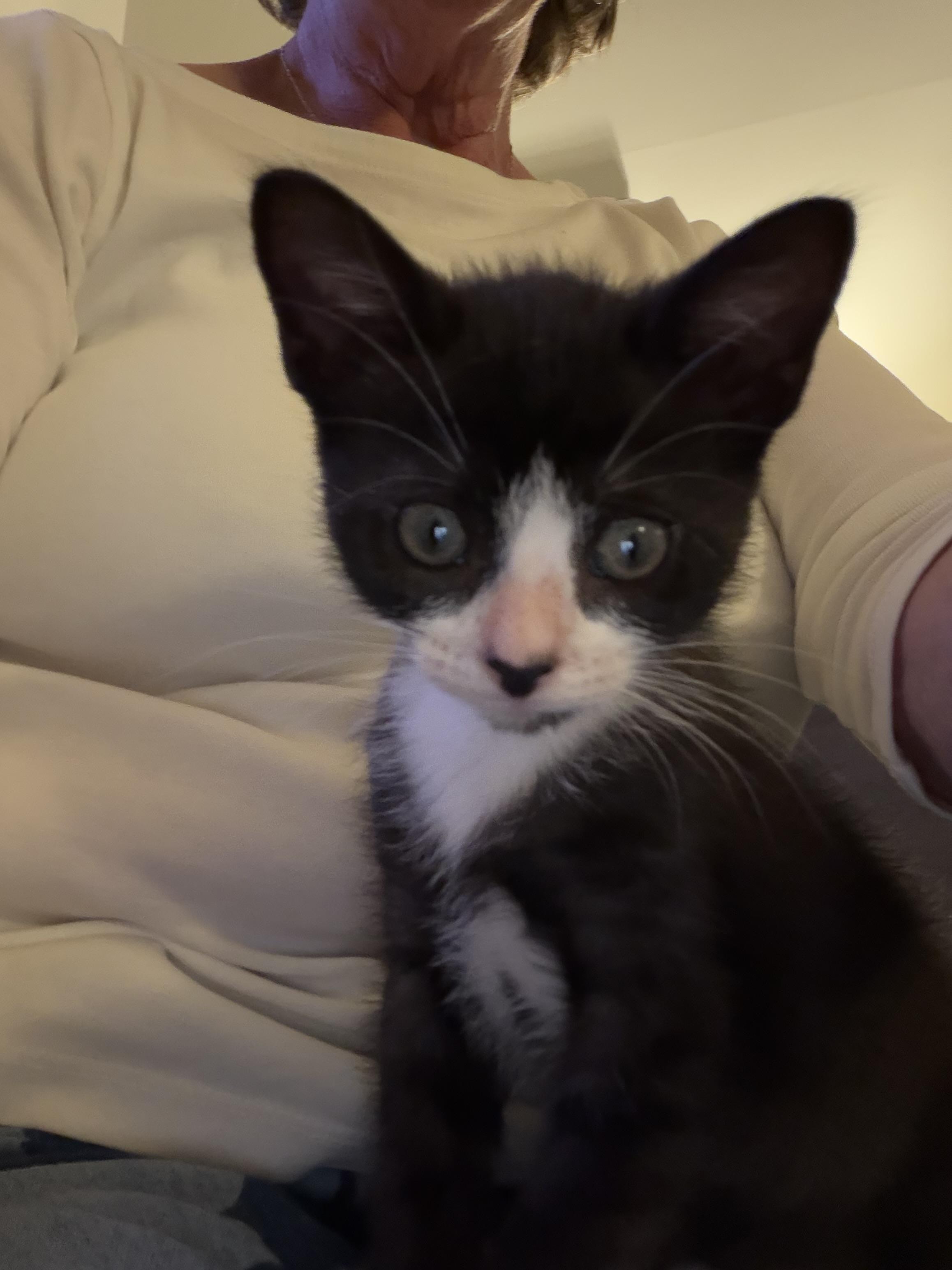 Diana, a ADOPTABLE Domestic Short Hair in Duluth, GA image 2/4