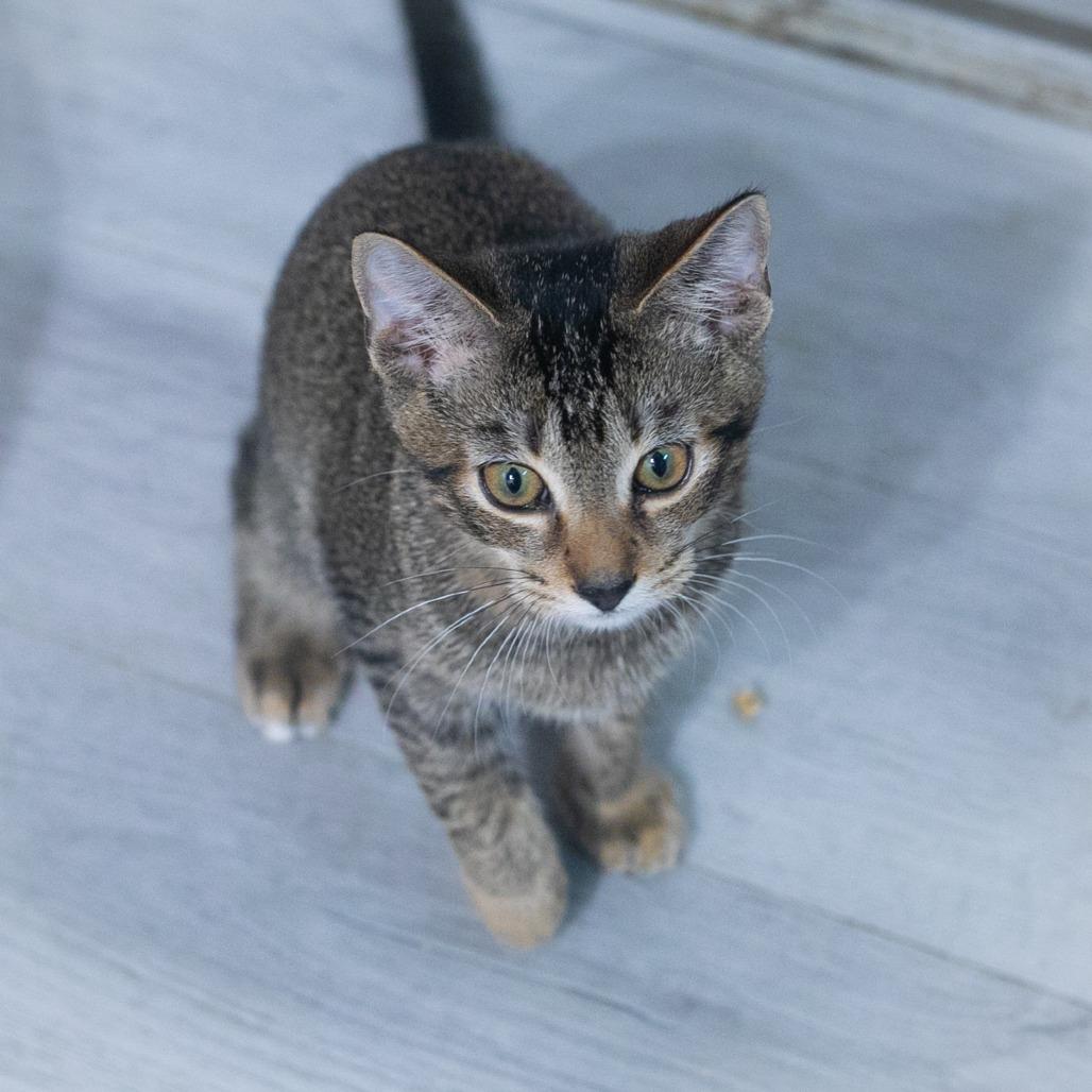 Enlarge Topher, a Adoptable Abyssinian in Ponte Vedra, FL image 3/3