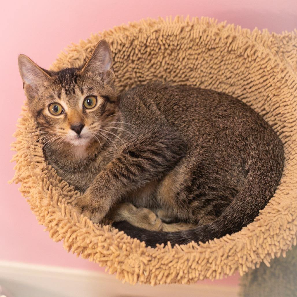 Enlarge Topher, a Adoptable Abyssinian in Ponte Vedra, FL image 2/3