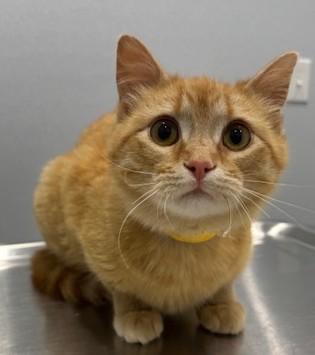 Enlarge Chick, a ADOPTABLE Domestic Short Hair in Pella, IA image 2/3