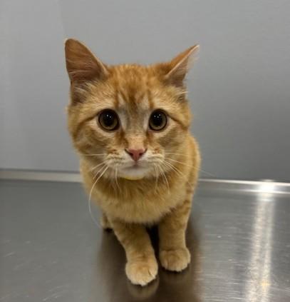 Enlarge Chick, a ADOPTABLE Domestic Short Hair in Pella, IA image 1/3
