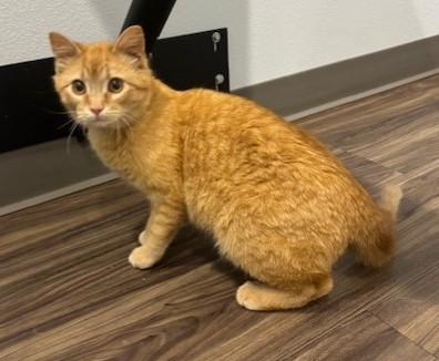Enlarge Chick, a ADOPTABLE Domestic Short Hair in Pella, IA image 3/3