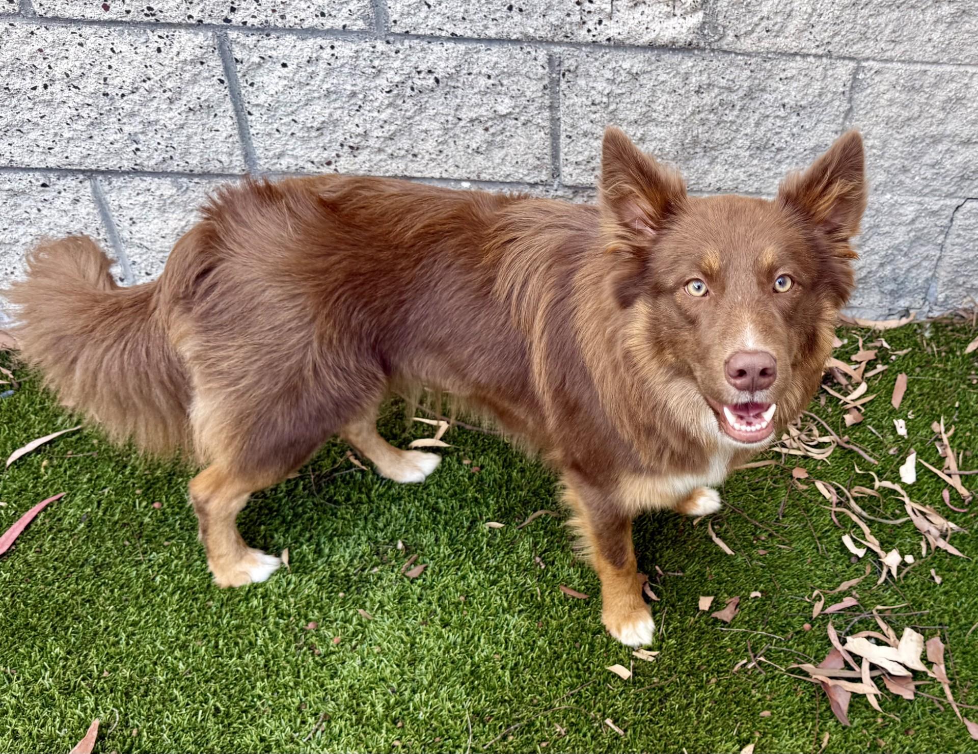 Zooey, a ADOPTABLE Border Collie in Los Alamitos, CA image 4/6
