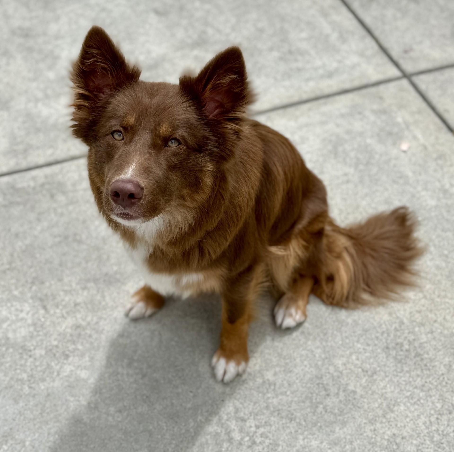 Zooey, a ADOPTABLE Border Collie in Los Alamitos, CA image 5/6