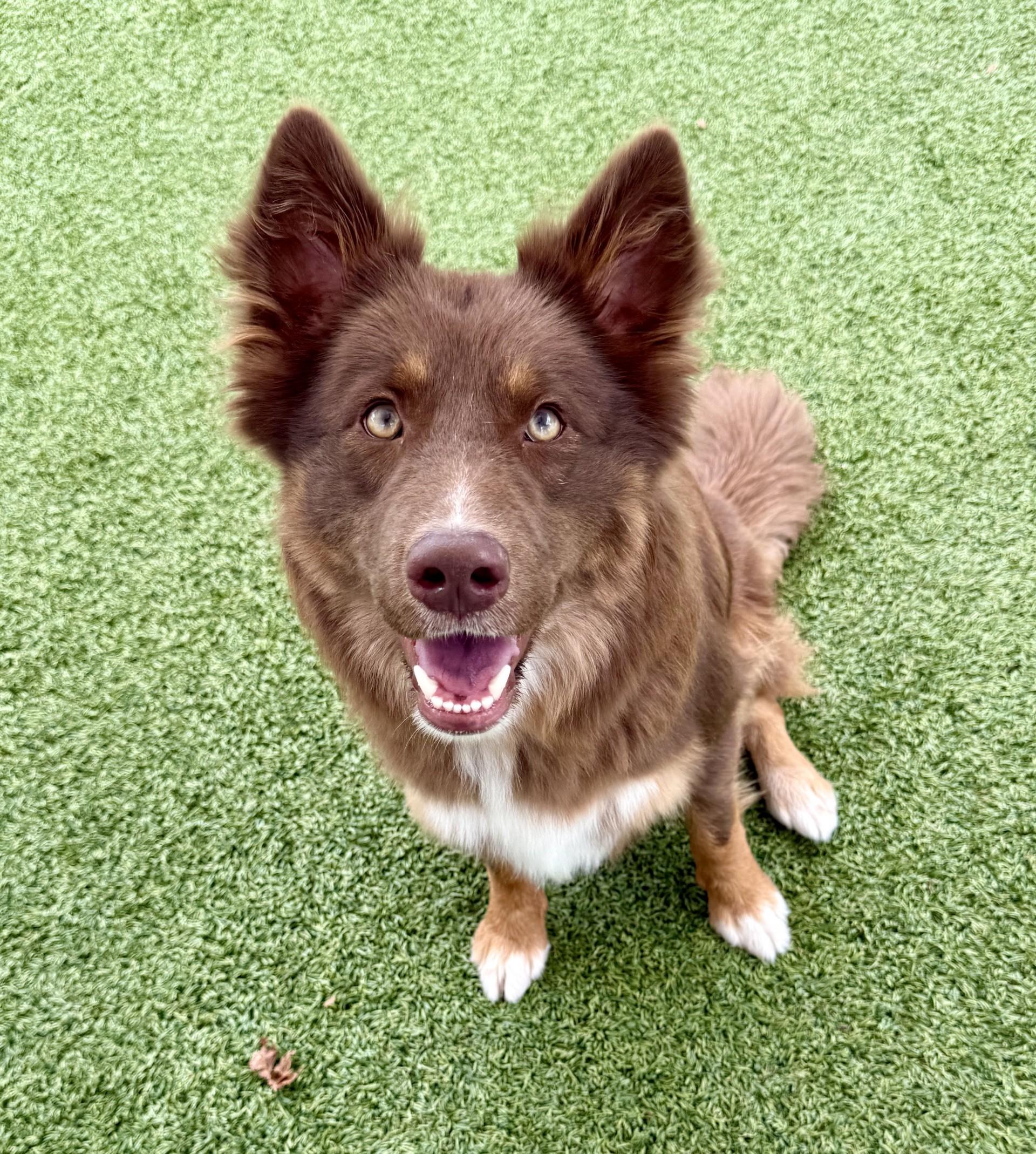 Zooey, a ADOPTABLE Border Collie in Los Alamitos, CA image 6/6