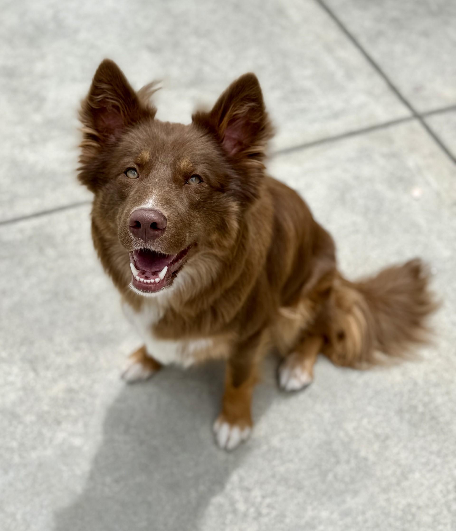 Zooey, ADOPTABLE, Young Female Border Collie.