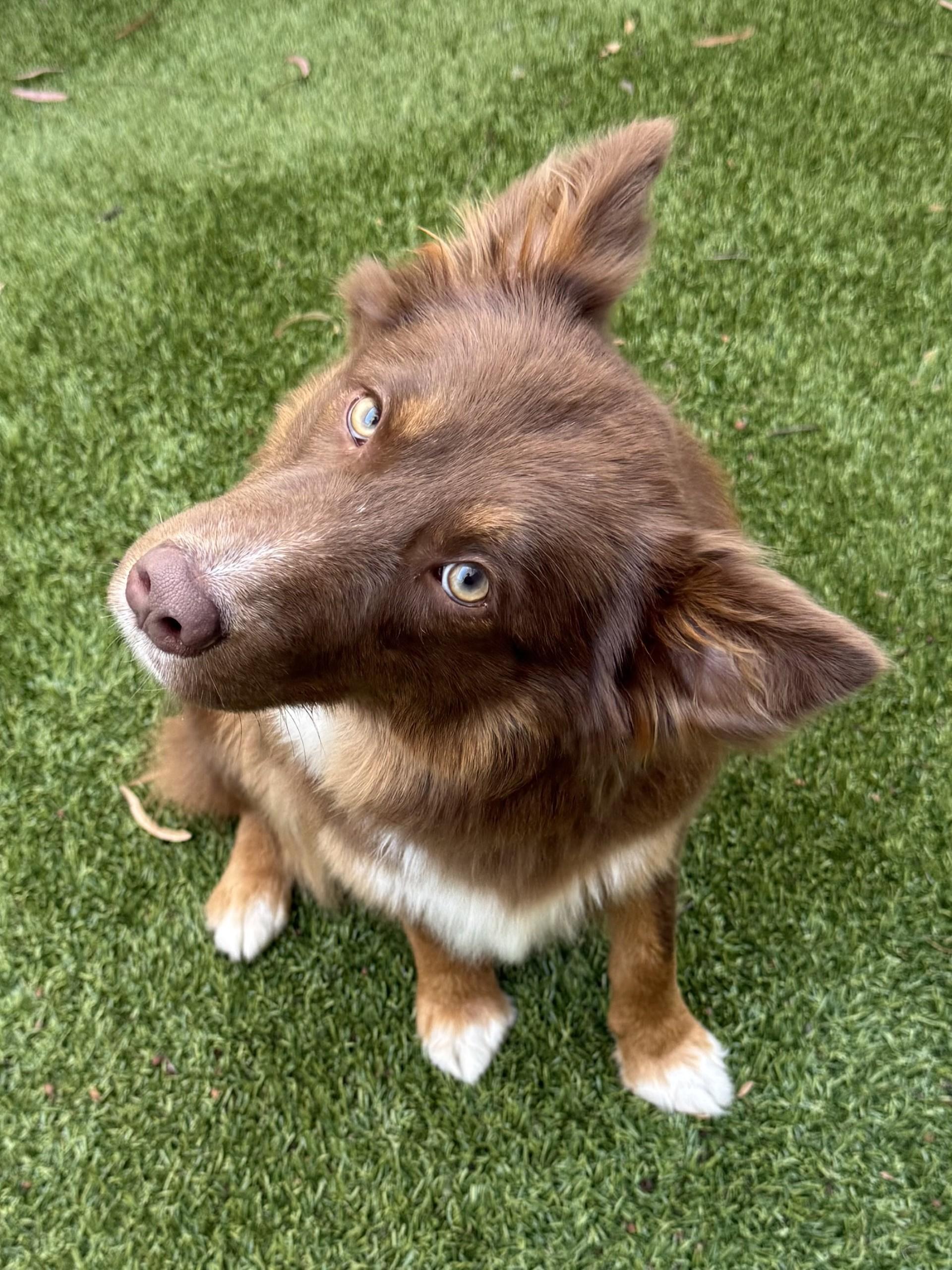 Zooey, a ADOPTABLE Border Collie in Los Alamitos, CA image 3/6