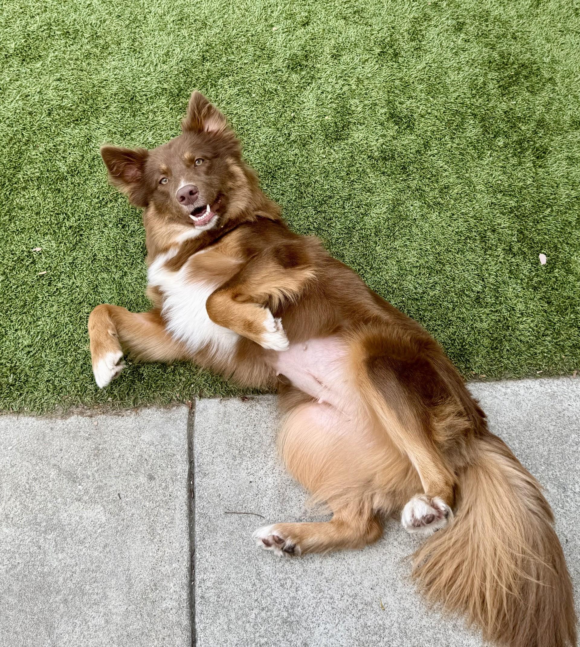 Zooey, a ADOPTABLE Border Collie in Los Alamitos, CA image 2/6