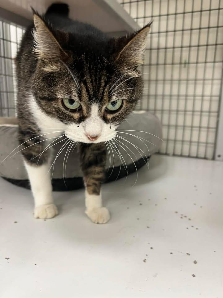 Enlarge Ruby, a ADOPTABLE Domestic Medium Hair in Port Lavaca, TX image 4/4