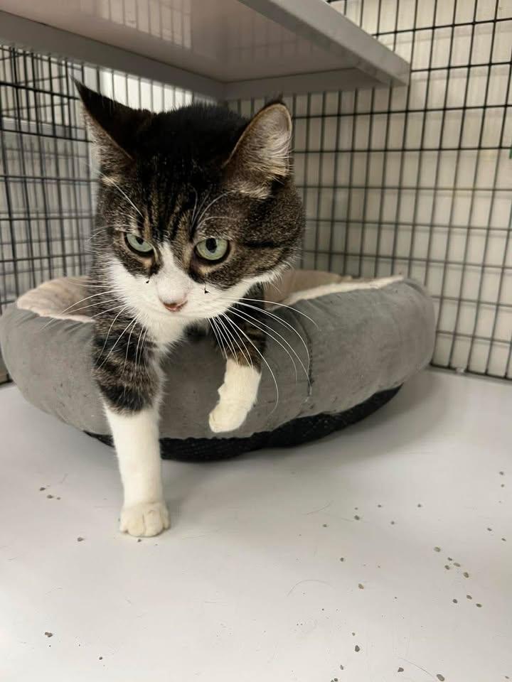 Ruby, ADOPTABLE, Adult Female Domestic Medium Hair.