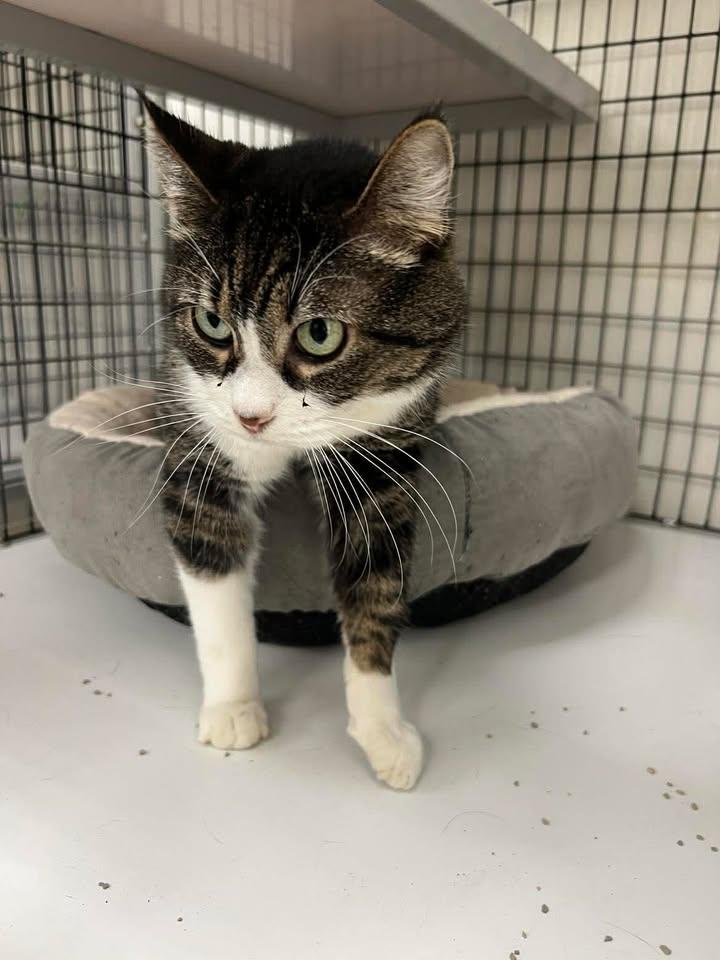 Enlarge Ruby, a ADOPTABLE Domestic Medium Hair in Port Lavaca, TX image 2/4