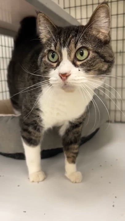 Enlarge Ruby, a ADOPTABLE Domestic Medium Hair in Port Lavaca, TX video 3/4