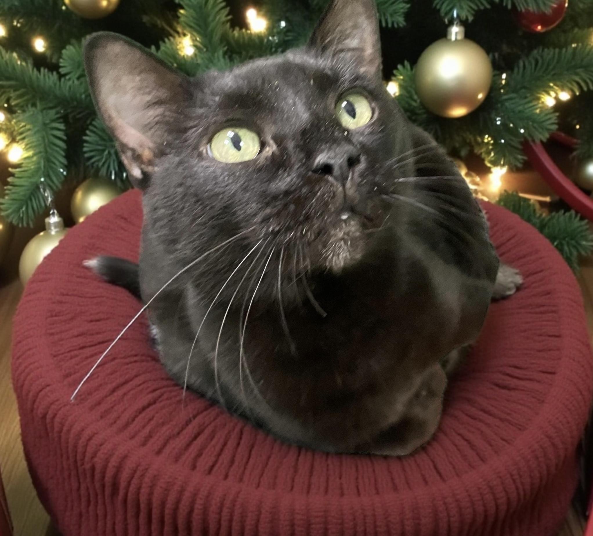 Aster, Adoptable, Adult Female Domestic Short Hair.