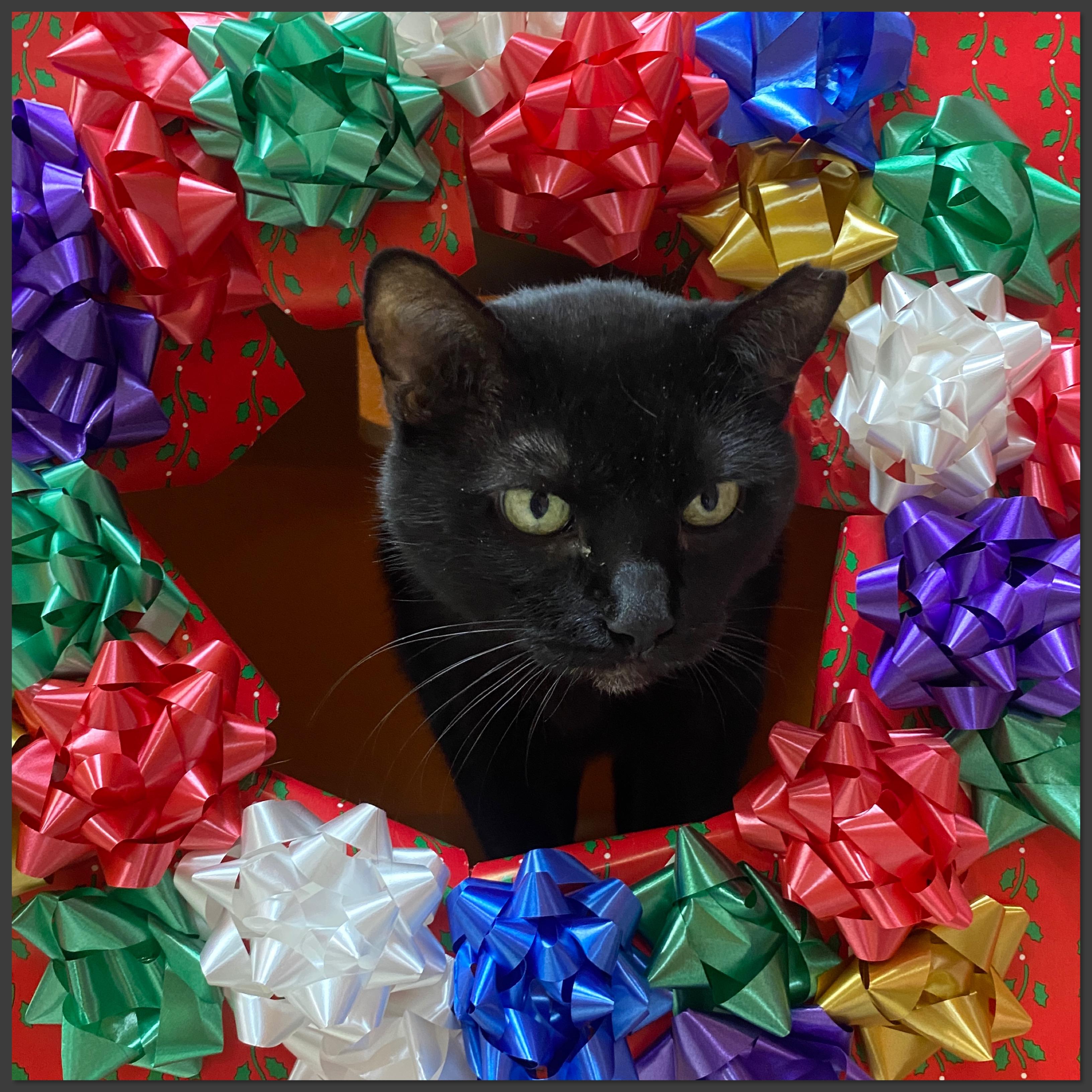 Enlarge Aster, a Adoptable Domestic Short Hair in Elyria, OH image 1/1