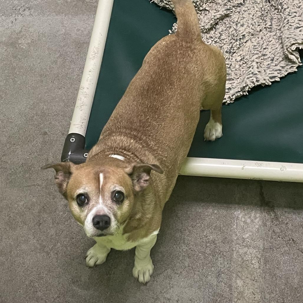 Luke, Adoptable, Adult Male Chihuahua & Beagle.