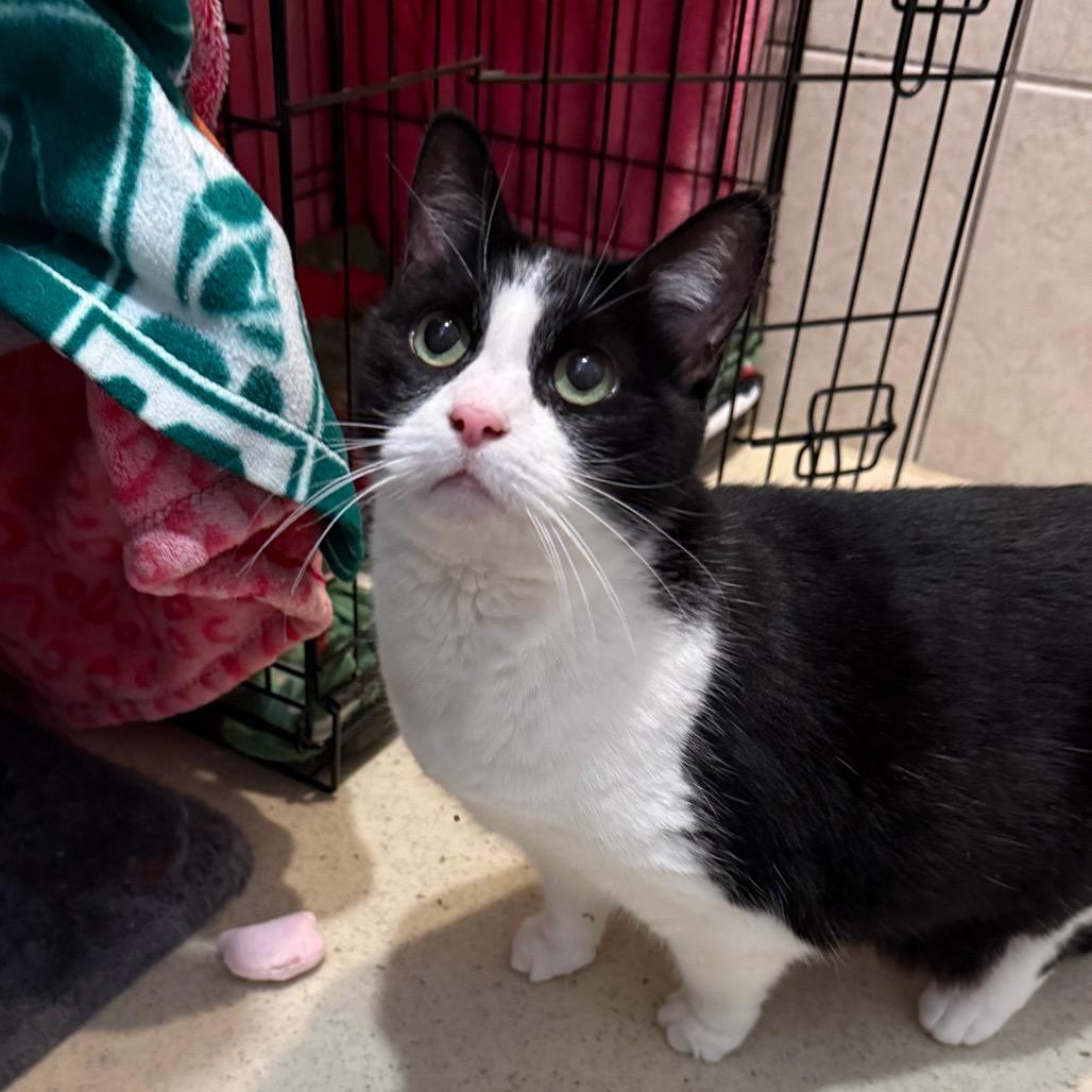 Izzy, Adoptable, Young Female Domestic Short Hair.