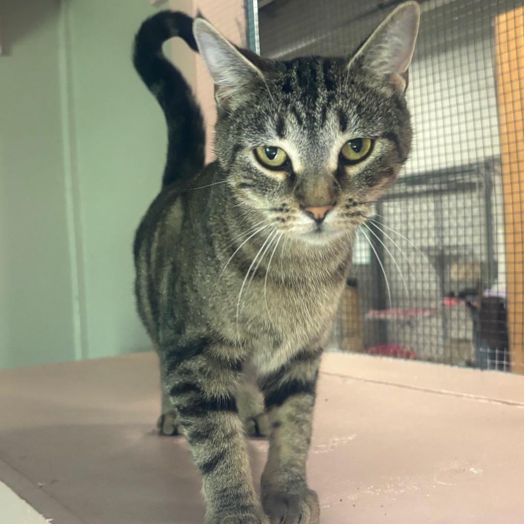 Lily 38C26, a Adoptable mixed breed in Napoleon, OH image 1/6