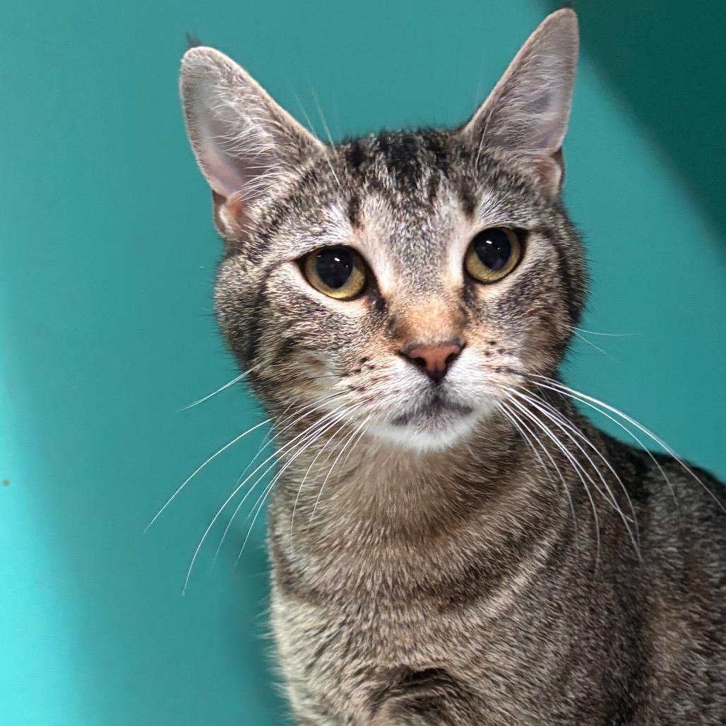 Lily 38C26, Adoptable, Young Female Domestic Short Hair & Domestic Short Hair.