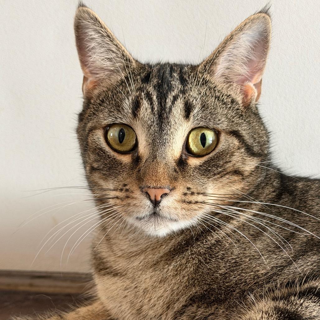 Enlarge Lily 38C26, a Adoptable mixed breed in Napoleon, OH image 2/6