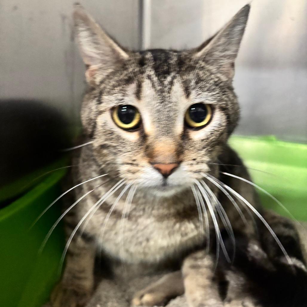 Lily 38C26, a Adoptable mixed breed in Napoleon, OH image 3/6