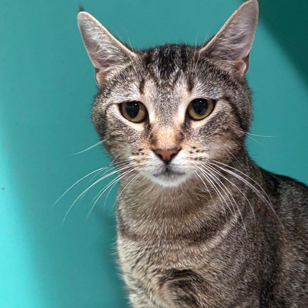 Lily 38C26, a Adoptable mixed breed in Napoleon, OH image 4/6