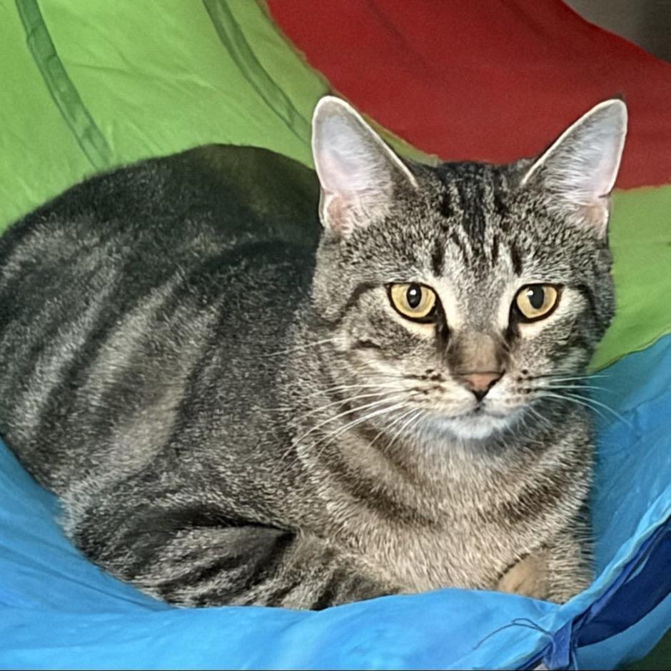 Enlarge Lily 38C26, a Adoptable mixed breed in Napoleon, OH image 4/6