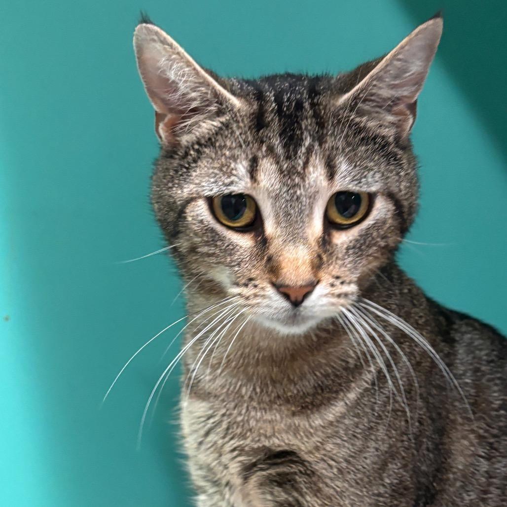 Lily 38C26, a Adoptable mixed breed in Napoleon, OH image 5/6