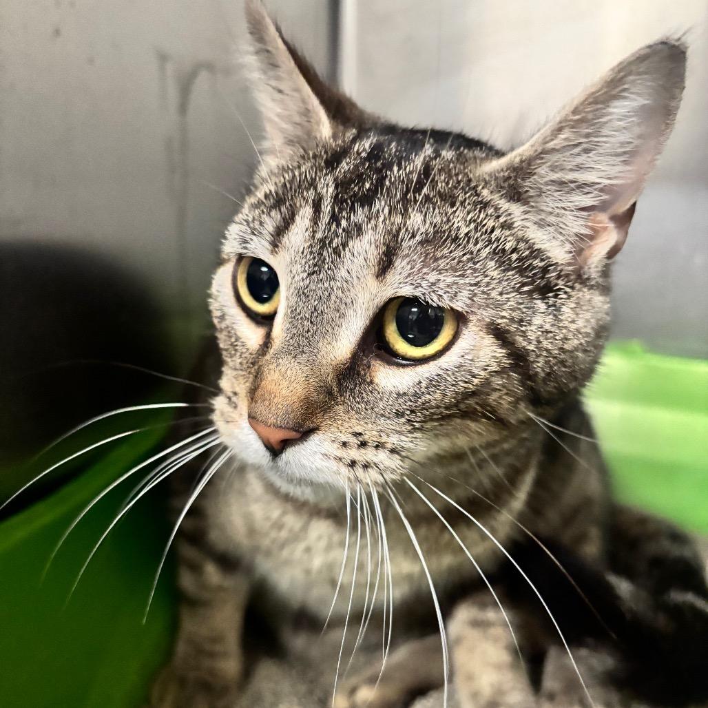 Lily 38C26, a Adoptable mixed breed in Napoleon, OH image 6/6