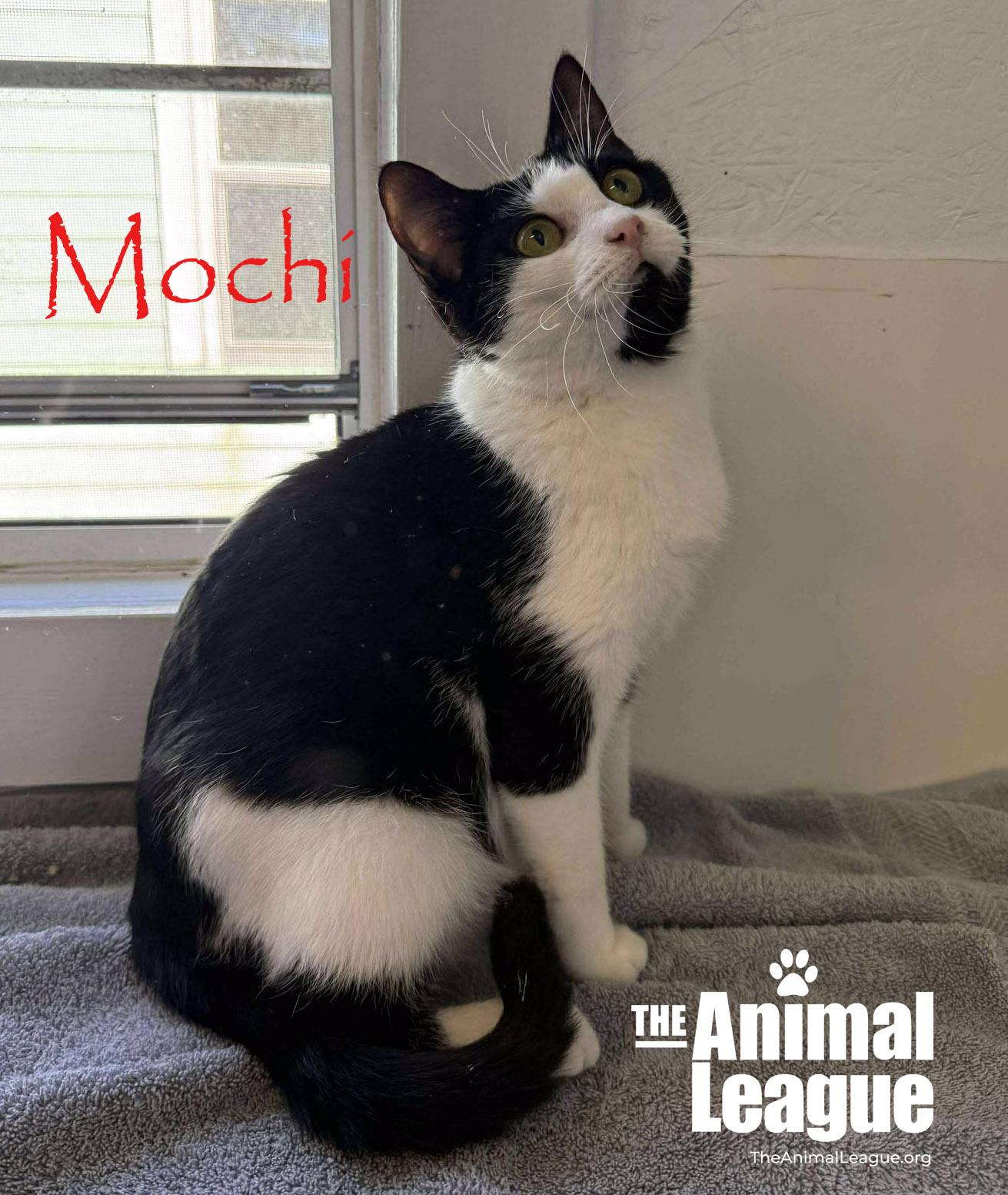 Enlarge Mochi, a ADOPTABLE Domestic Short Hair in Clermont, FL image 2/4