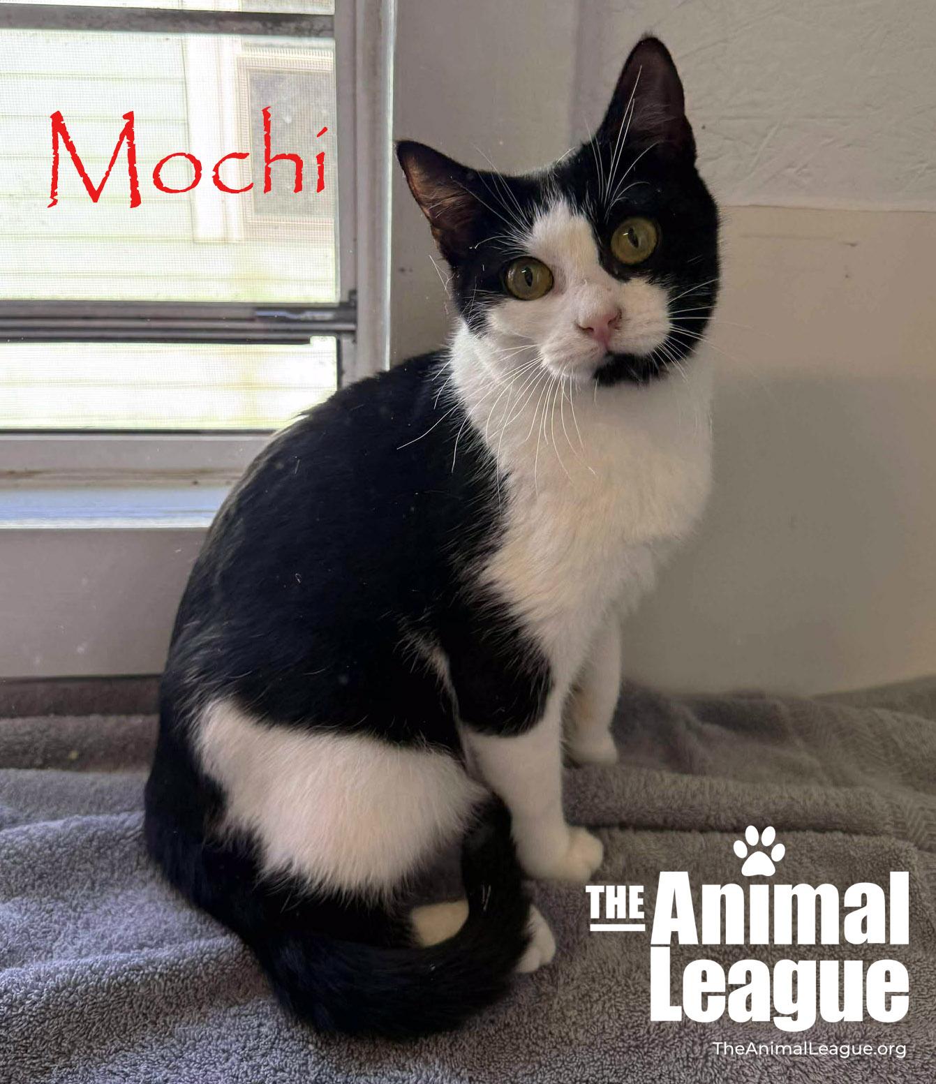 Enlarge Mochi, a ADOPTABLE Domestic Short Hair in Clermont, FL image 1/4