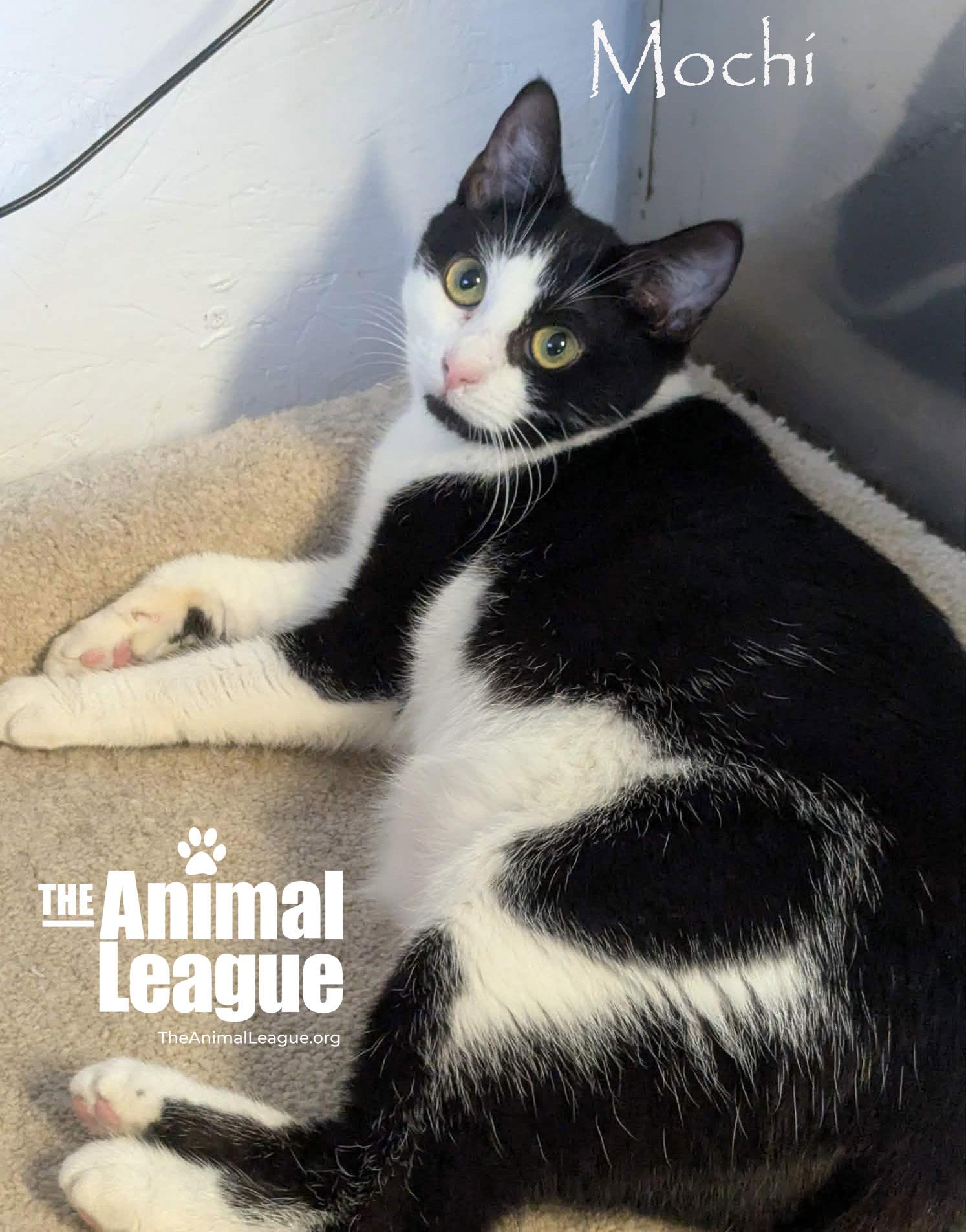 Enlarge Mochi, a ADOPTABLE Domestic Short Hair in Groveland, FL image 6/6