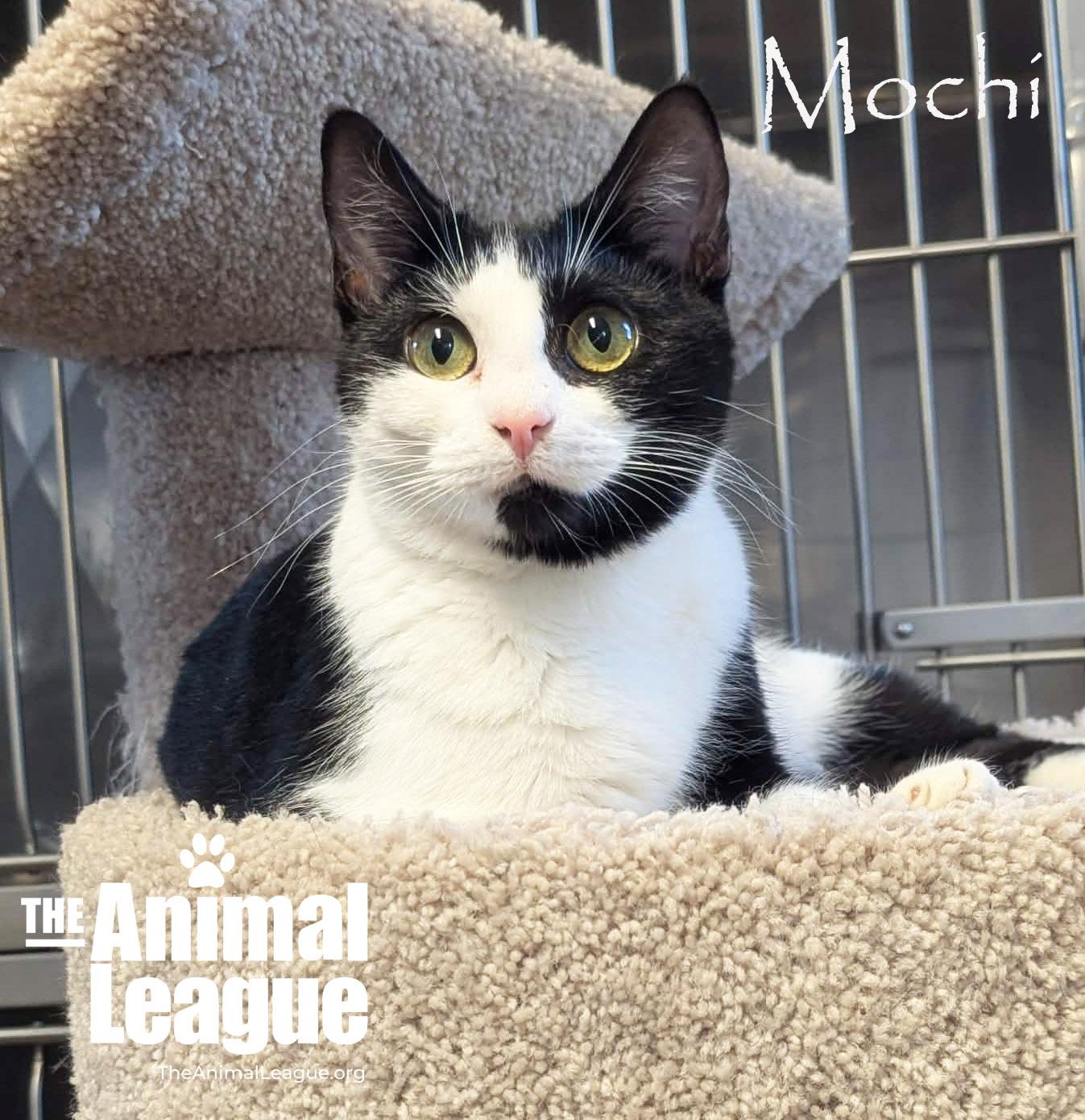 Enlarge Mochi, a ADOPTABLE Domestic Short Hair in Groveland, FL image 2/6